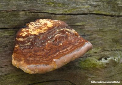 Zandverstuiving: Paddenstoel op verdroogd hout