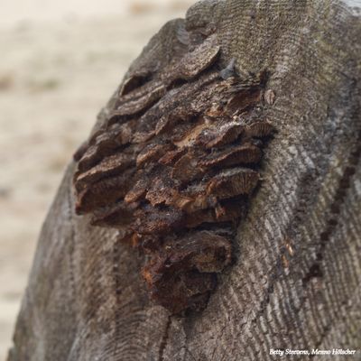 Zandverstuiving: verdroogd hout