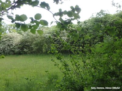 Meidoornhaag aan de Bekmansdijk - Hawthorn hedge along Bekmansdijk
