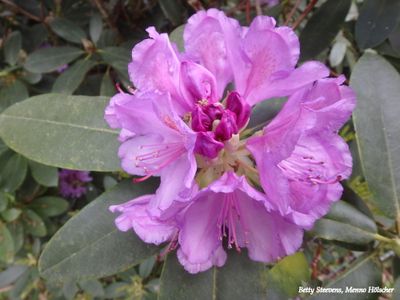 Rhodondendron
