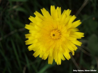Paardenbloem - Dandelion