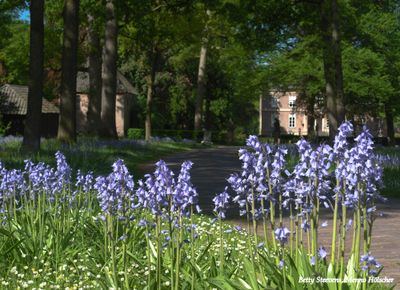 Asters bij huis Hackfort - Aster at Hackfort mansion