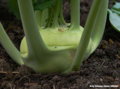 Koolrabi - Kohlrabi
