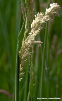 Gras - Grass