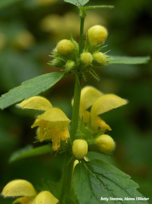 Gele dovenetel - yellow dead-nettle