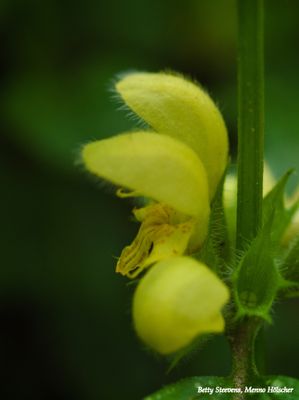 Gele dovenetel - yellow dead-nettle