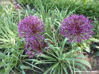 Sierui - Ornamental onion