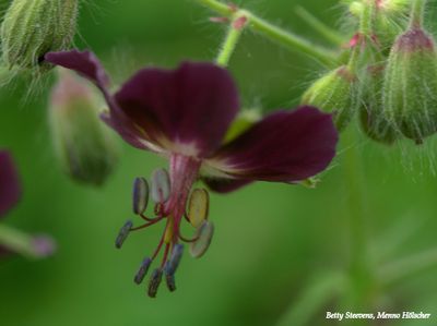 Donkere ooievaarsbek - dusky crane's-bill