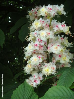 Kastanje - Chestnut