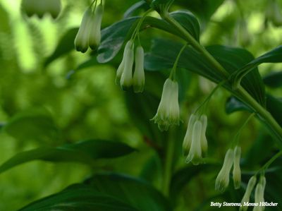 Salomonszegel - Solomon's seal