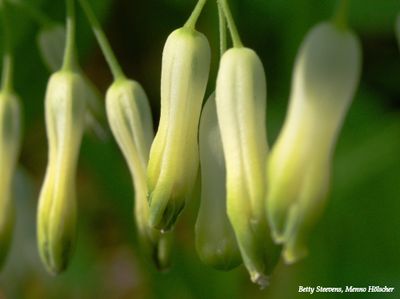 Salomonszegel - Solomon's seal