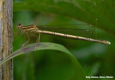 Blauwe Breedscheenjuffer - White legged damselfly