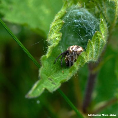 Spin in opgerold blad - Spider in rolled leaf