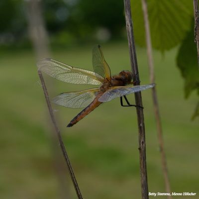 Bruine korenbout - Scarce chaser