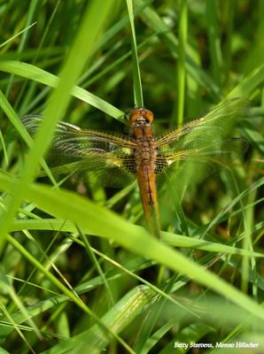 Bruine korenbout - Scarce chaser