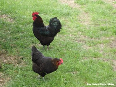 Loslopende kippen - Freerange chicken