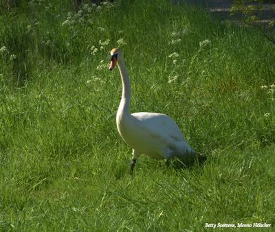 Knobbelzwaan - Mute Swan
