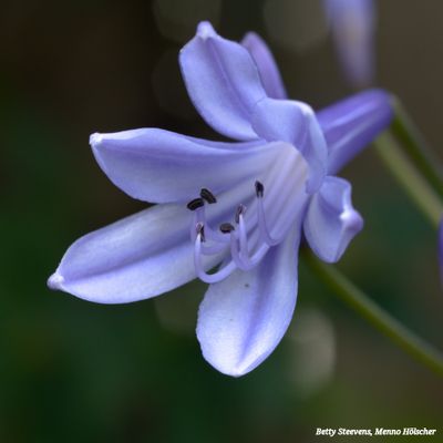 Onze tuin (our garden)