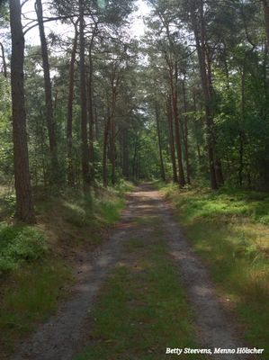 Het Willemsbos - The Willemsbos
