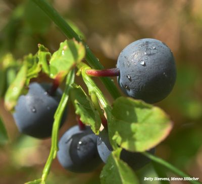 Bosbes - Bilberry
