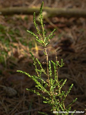 Heide struik - Heather shrub