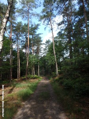 Trans Veluwe wandeling 2025