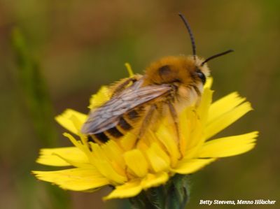 Bij - Bee