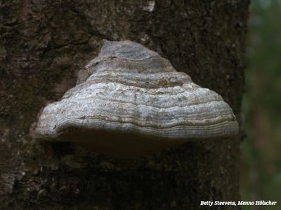 Tonderzwam - Tinder fungus