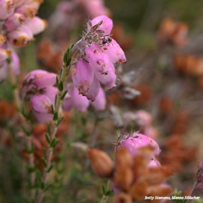 Dopheide - Heath (Erica species)