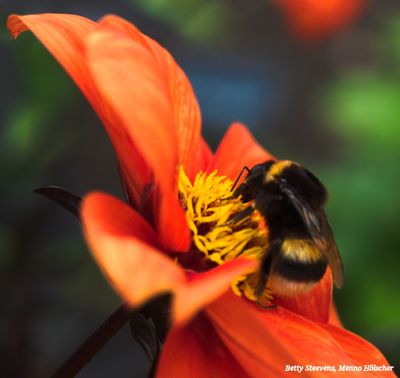 landgoed Staverden: hommel - bumblebee