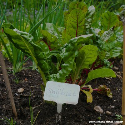landgoed Staverden: snijbiet - chard
