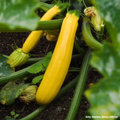 landgoed Staverden: courgette - zucchini