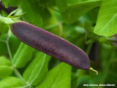 landgoed Staverden: kapucijner - marrowfat pea
