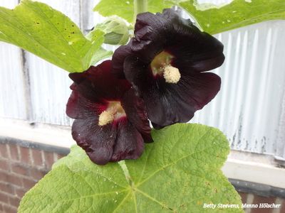 landgoed Staverden: stokroos - hollyhock