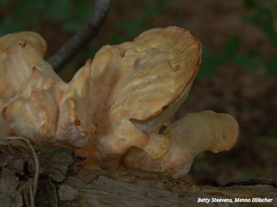 Zwavelzwam - Chicken of the Woods