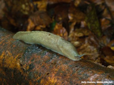 Naaktslak onderweg... - Slug underway...