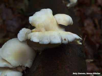 ... naar oesterzwam - ... to oyster mushroom