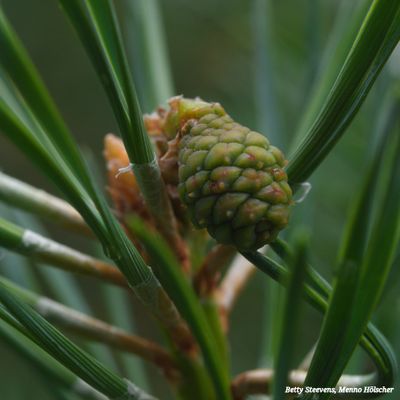 Denneappel - Pine cone