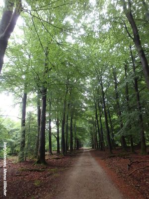 Bosweg - Path in wood