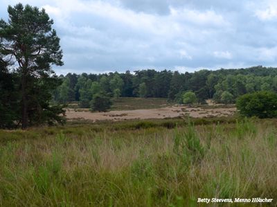Zilvense Heide