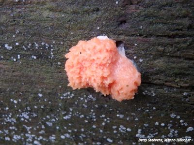 Trans Veluwe wandeling 2025