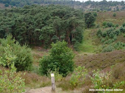 De Veluwezoom - The Veluwezoom (edge of the Veluwe)