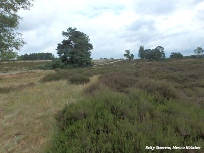 Herikhuizerveld