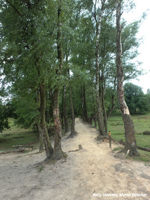 Trans Veluwe wandeling 2025