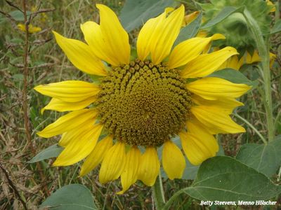 Zonnebloem in een akkerrand
