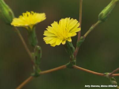 Bloemen in het weiland