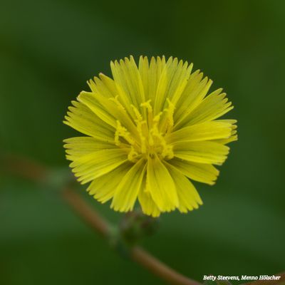 Bloemen in het weiland