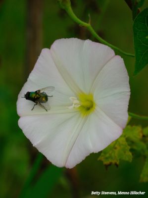 Bloemen in het weiland