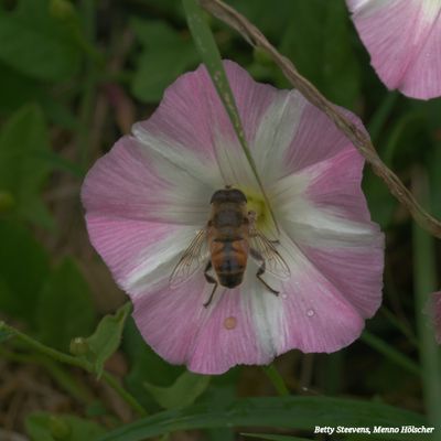 Bloemen in het weiland