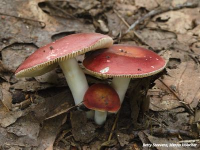 Rode Russula's